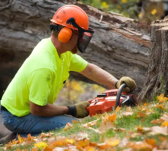 tree services Delton